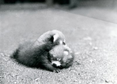 A Pair of Baby Red Pandas at London Zoo, 1919 by Frederick William Bond